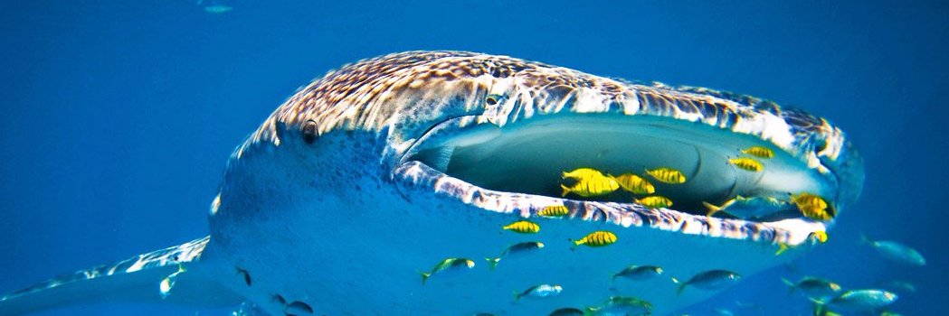 Fish of Bittrex banner
