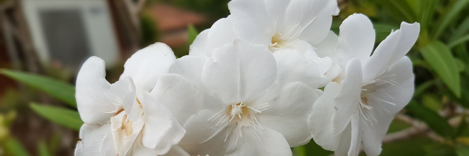 ivgrtweets's profile banner image