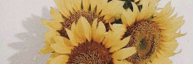 princessconsu_'s profile banner image