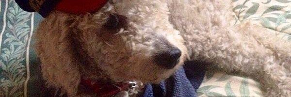_chaayito's profile banner image