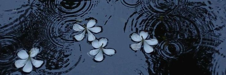 violets4mimi's profile banner image