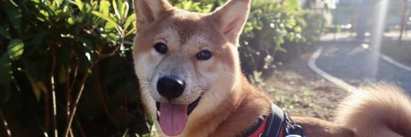 adadogpool Profile Banner