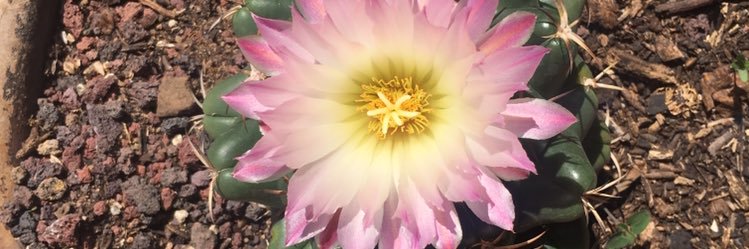 AliciaRecio's profile banner image