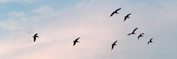 radleftie Profile Banner