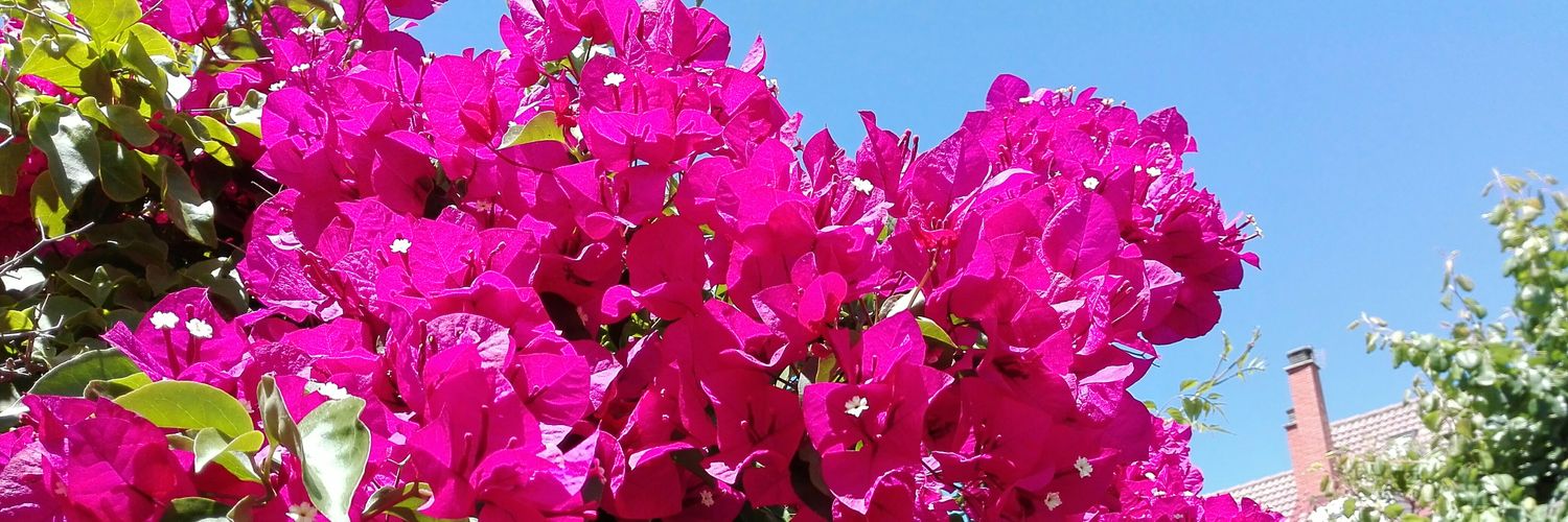 María Dolores banner