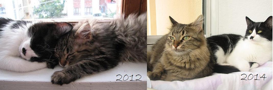 U N I V E R S E banner