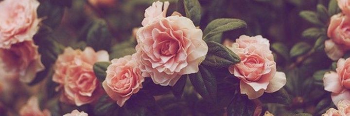 nor_fazila's profile banner image