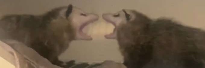 meowl__'s profile banner image