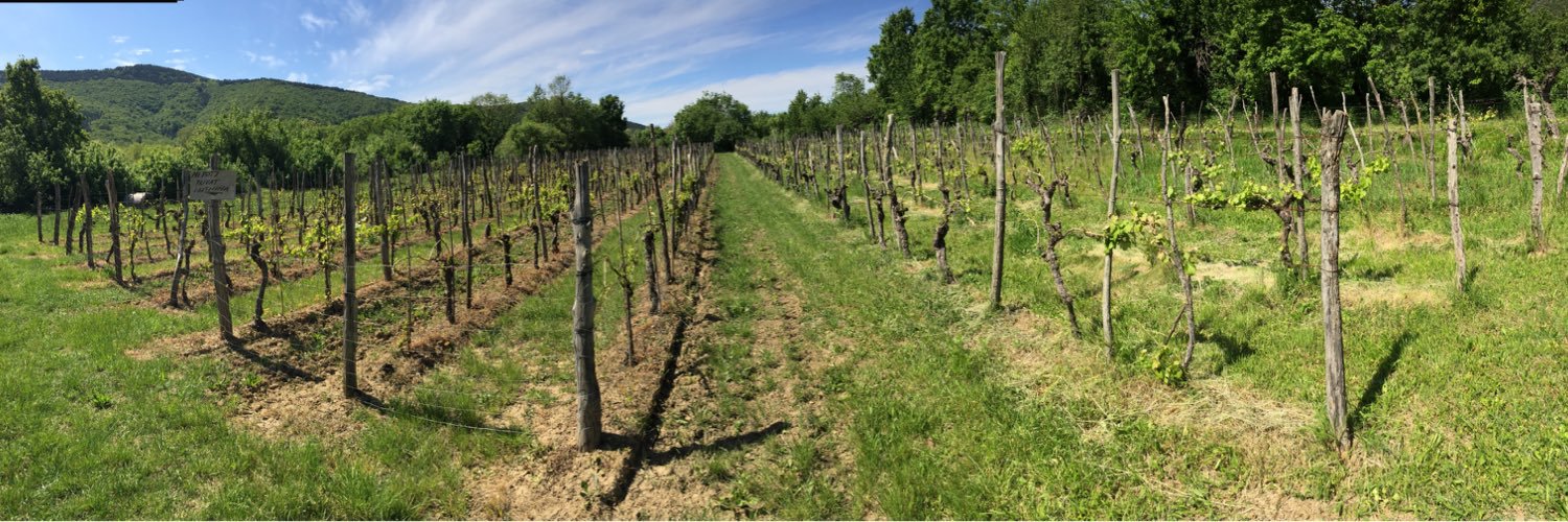 🌈Matty Leslie🌈 banner