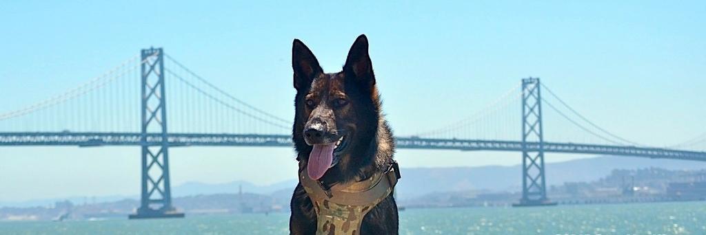 CoverYourK9's profile banner image