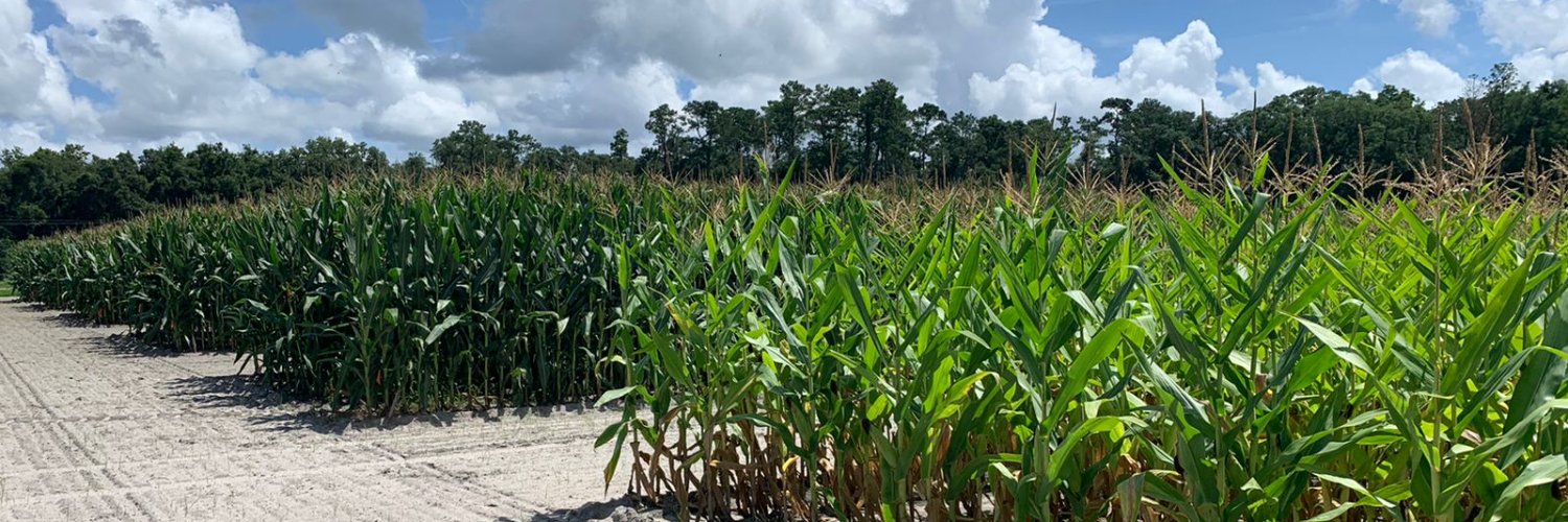 Julia Barra Netto-Ferreira banner