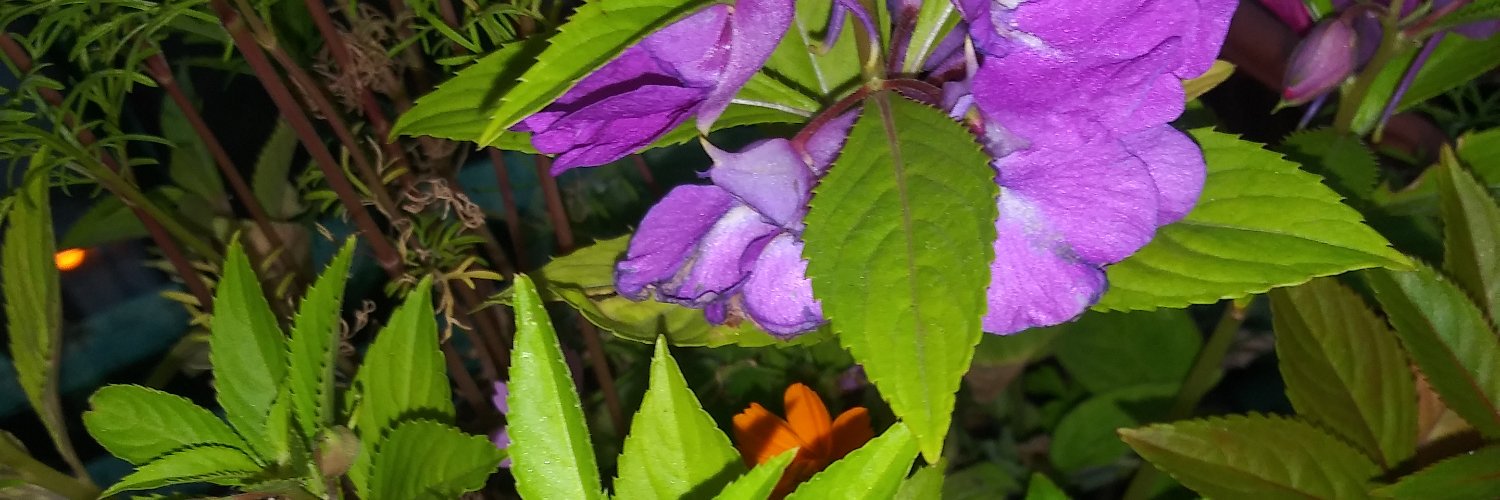 libbylee31's profile banner image