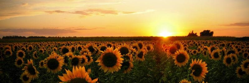 Nabilah Hamid banner