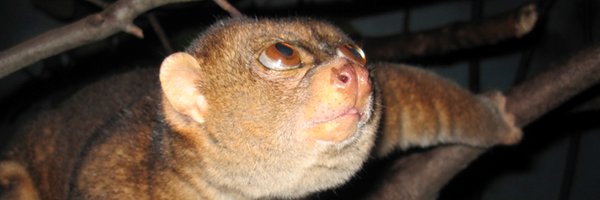 iswe_endo Profile Banner