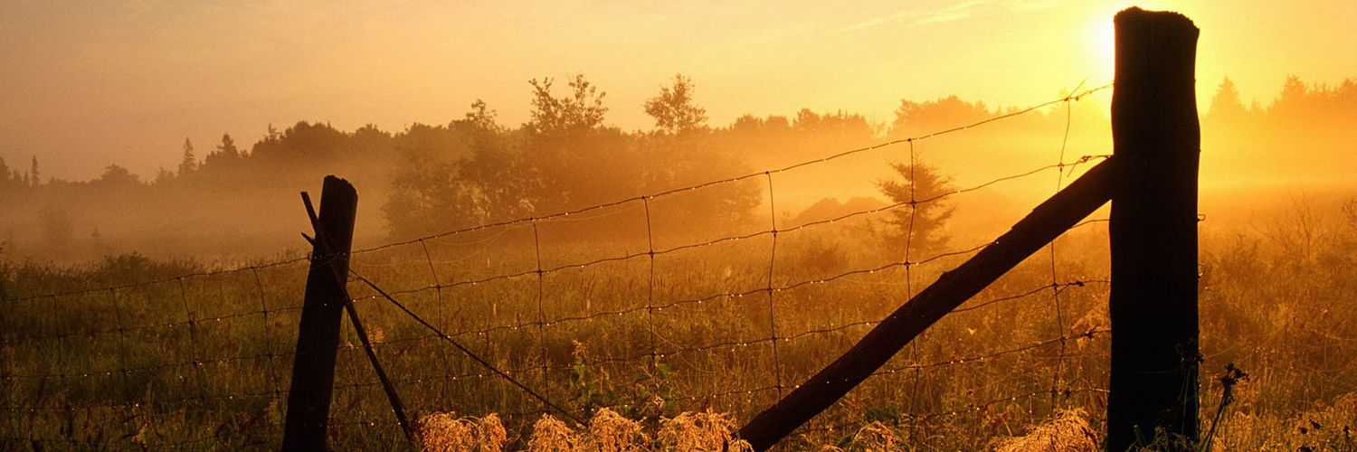 Donnie Brasco ⭐️ banner