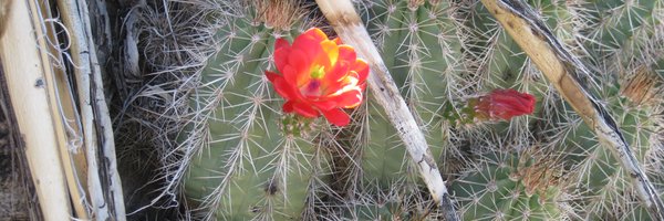 siyeratwork Profile Banner