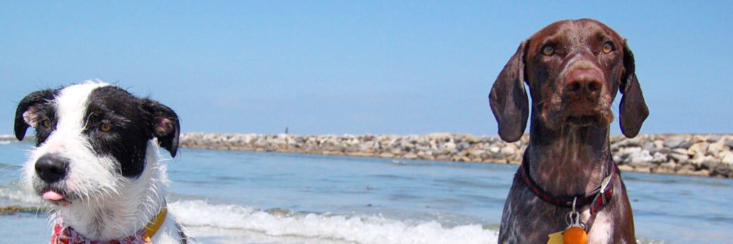 letsdawgaboutit's profile banner image