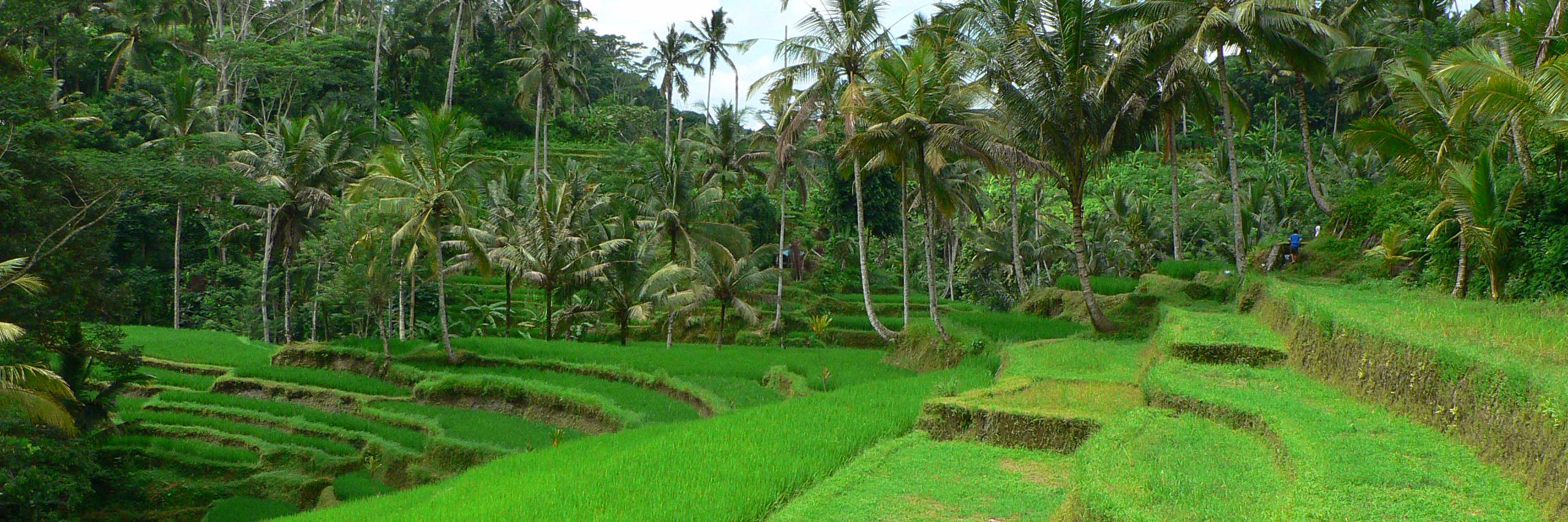 Eugenio Fontan banner