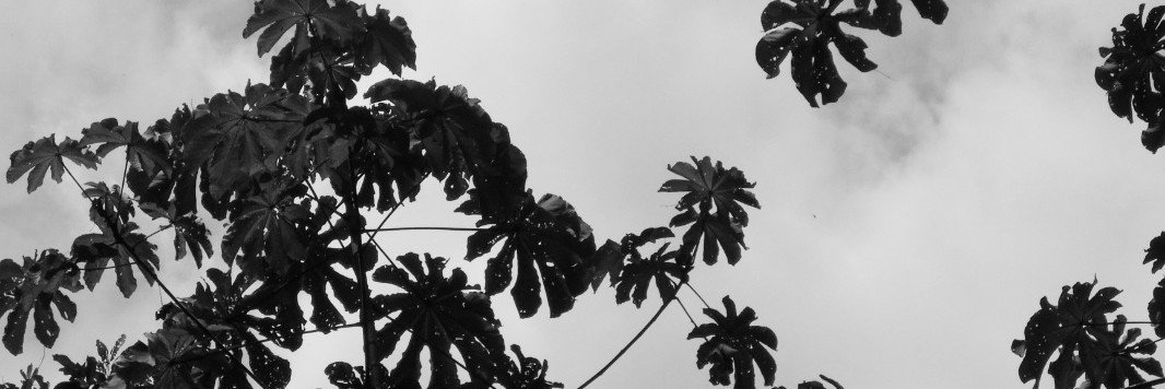 caud4l_16's profile banner image