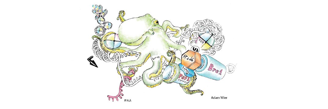 PafTheMagicDragon banner