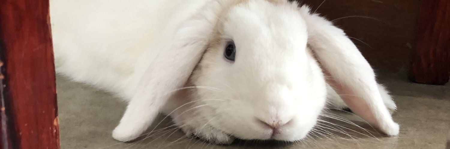 RebecaPj's profile banner image