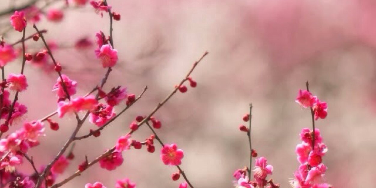 Lorene Mauri, M. Ed. banner