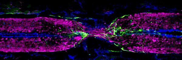 CigliolaLab Profile Banner