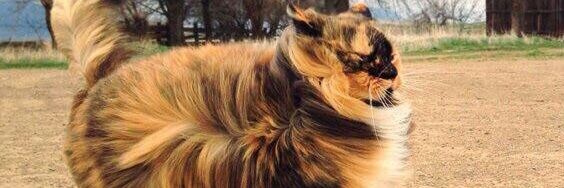 shan_crowly's profile banner image