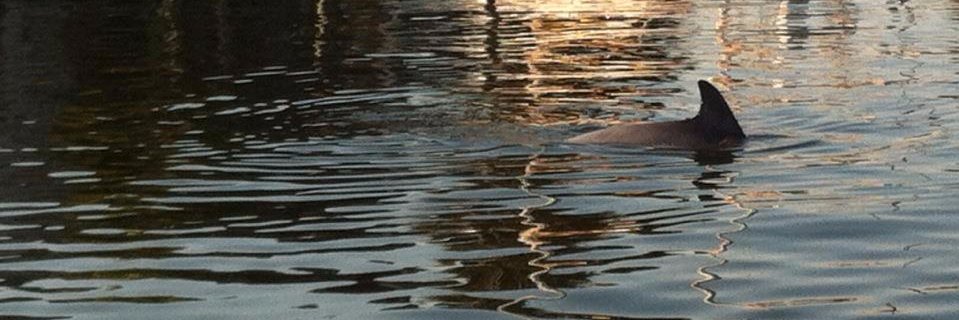 molledom's profile banner image