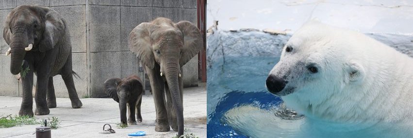 愛媛県立とべ動物園【公式】's banner
