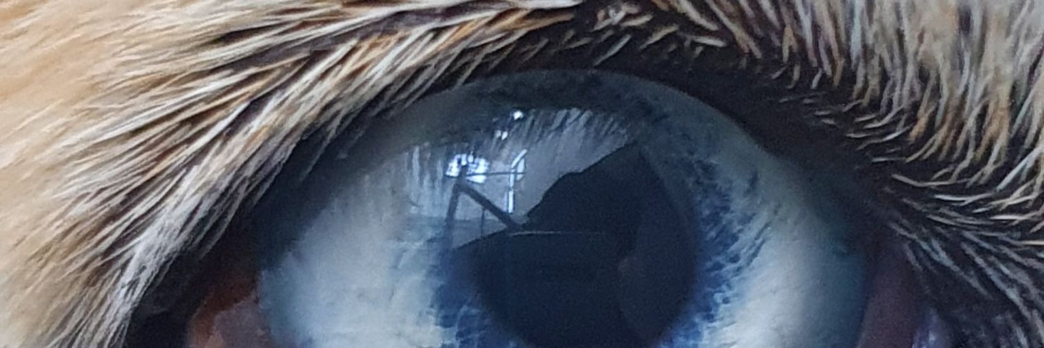 danny_riva's profile banner image