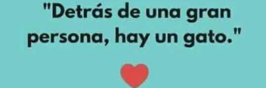 • Ghis 🐱 • banner