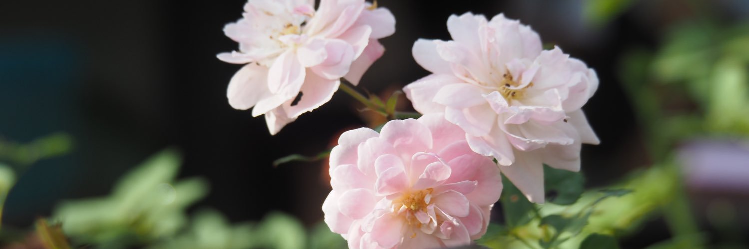 Whiteflower3307's profile banner image