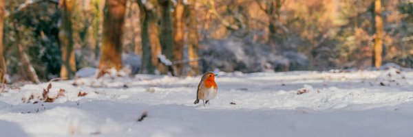 ForestryComm Profile Banner