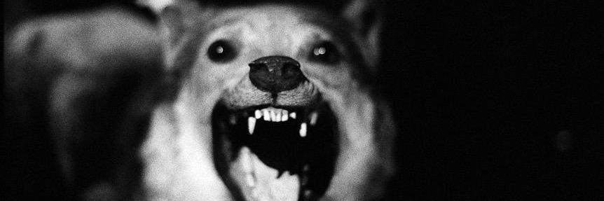 TheWolfInside_'s profile banner image