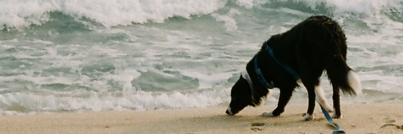 Billy_Broccoli_'s profile banner image