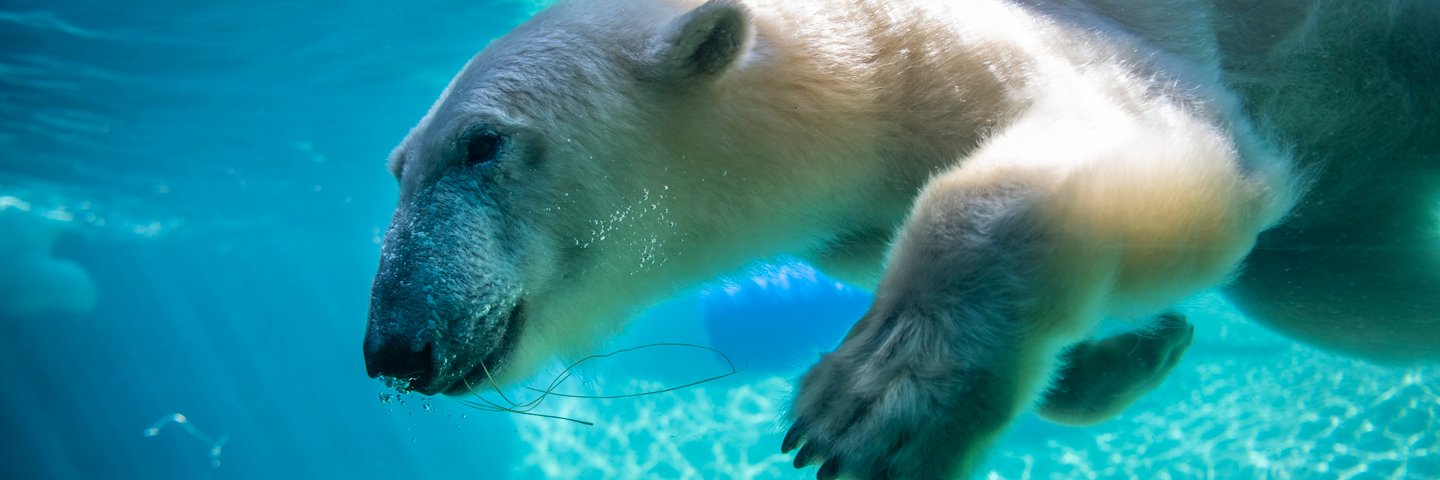 Point Defiance Zoo & Aquarium's banner
