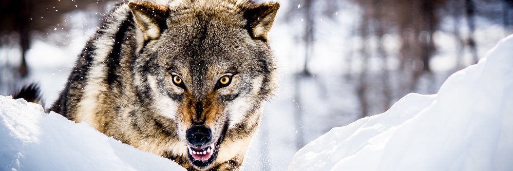 iBlaycK's profile banner image