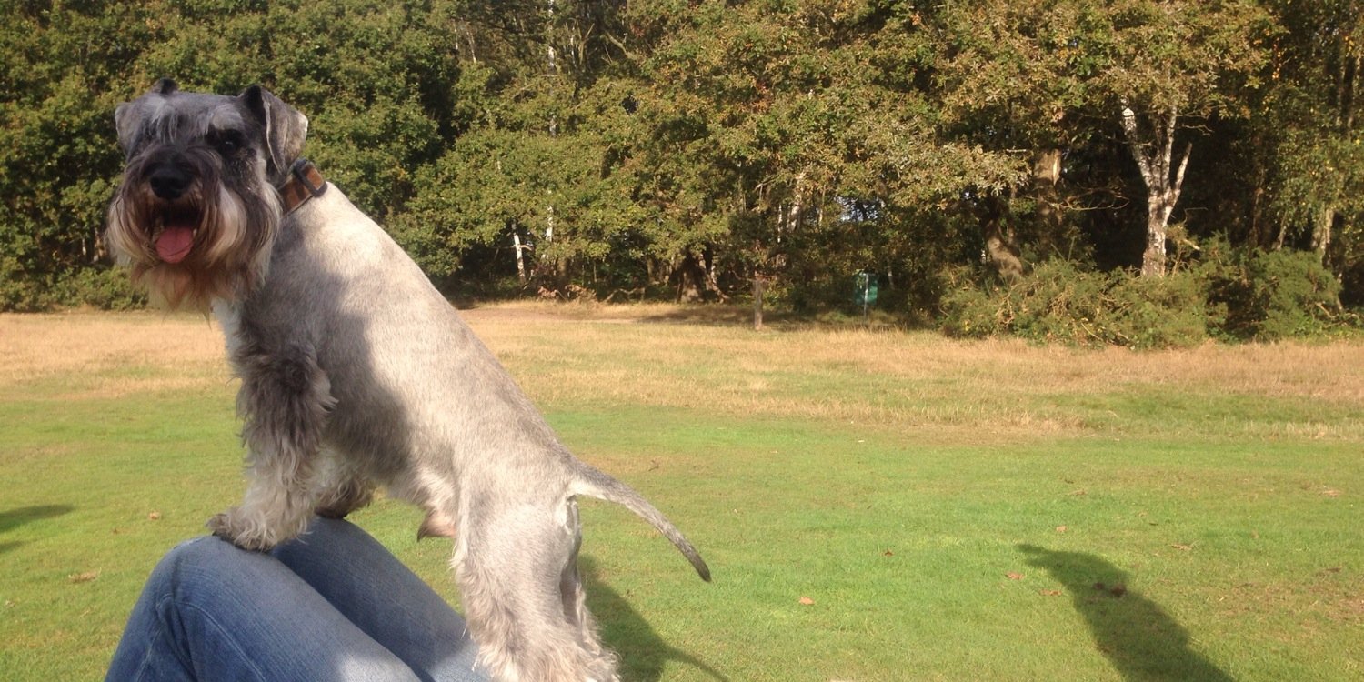 CSchnauzer's profile banner image