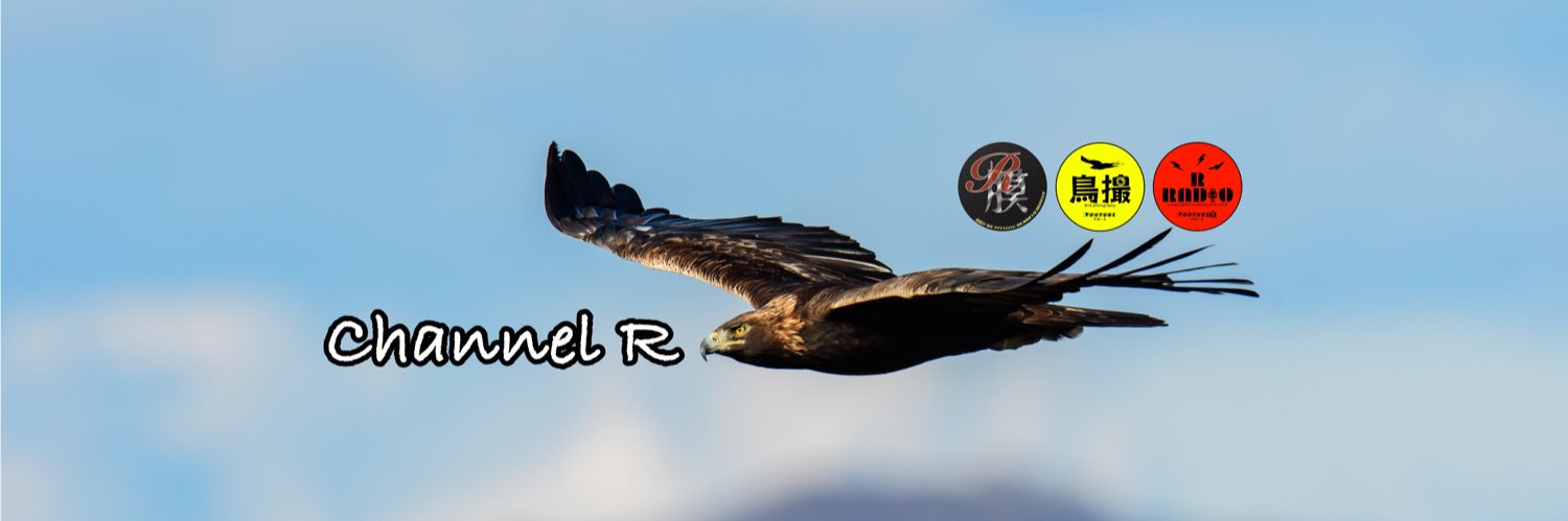 R/あーる's banner