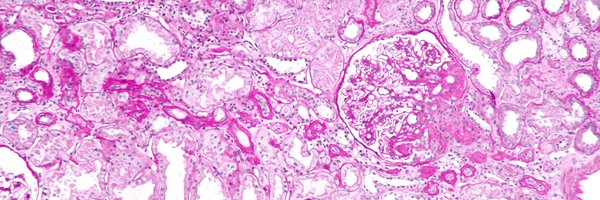 kidneypathology Profile Banner