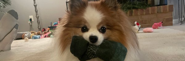 bellafusari1 Profile Banner