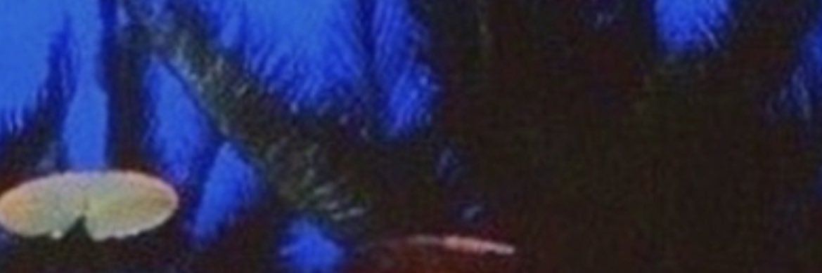 wittychasi's profile banner image