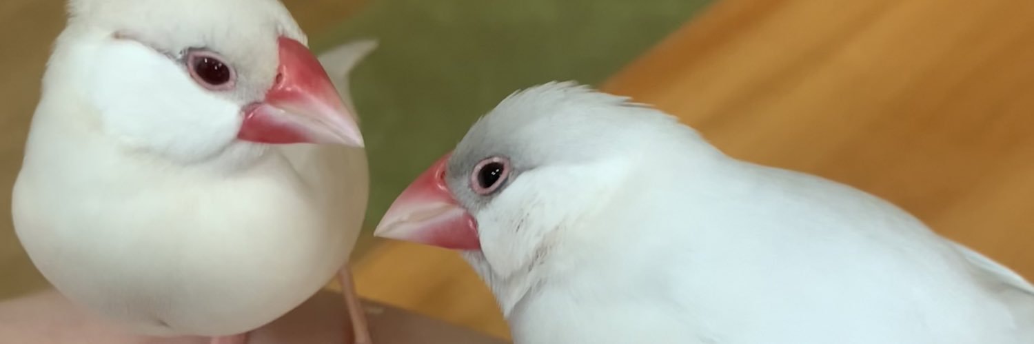 kotorifly's profile banner image