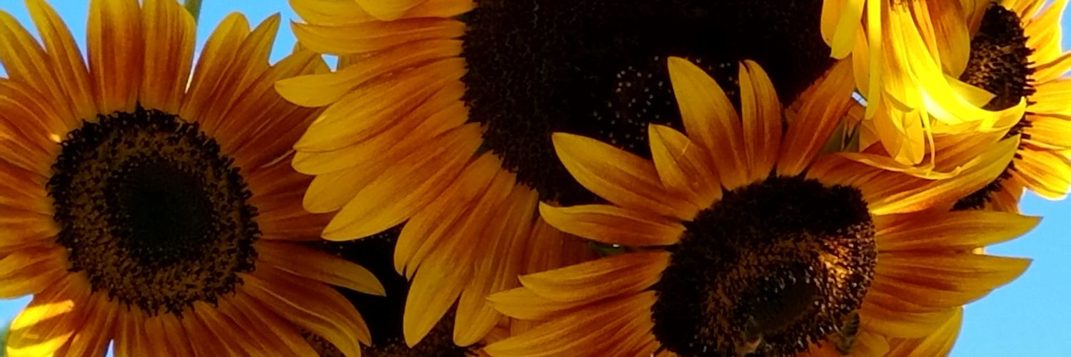 lstollenwerk's profile banner image