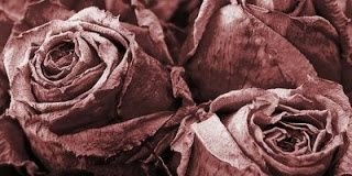 AmburrDee's profile banner image