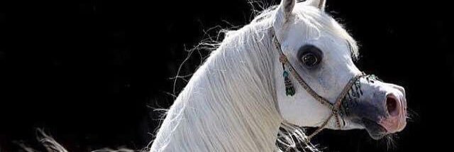 Alsari1998's profile banner image