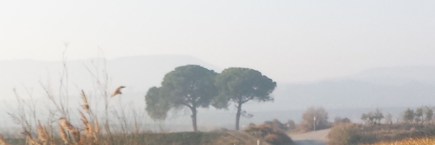 moniguim's profile banner image