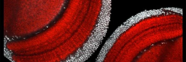 CMaurange Profile Banner