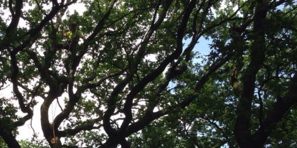 RyanWolswijk's profile banner image